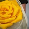 Giant Romantic Flower - Image 8